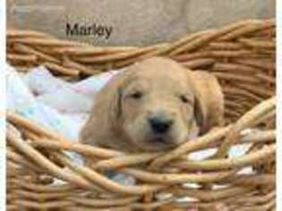 Golden Retriever Puppy for sale in Rochester, NY, USA