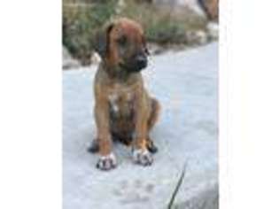Rhodesian Ridgeback Puppy for sale in Creston, CA, USA