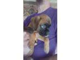 Boxer Puppy for sale in Edgemoor, SC, USA