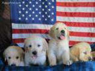 Golden Retriever Puppy for sale in Royston, GA, USA