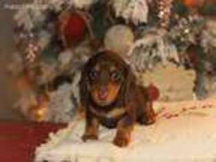 Dachshund Puppy for sale in Hummelstown, PA, USA