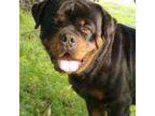 Rottweiler Puppy for sale in South San Francisco, CA, USA