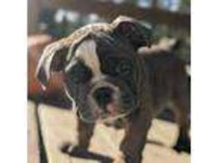 Bulldog Puppy for sale in Ruidoso, NM, USA