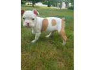 Bulldog Puppy for sale in North Haven, CT, USA