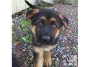 German Shepherd Dog Puppy for sale in BLOOMER, WI, USA