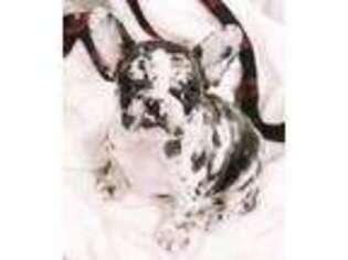 French Bulldog Puppy for sale in Birchwood, WI, USA