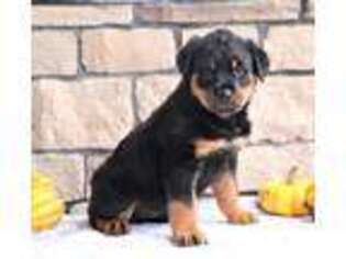 Rottweiler Puppy for sale in Millersburg, OH, USA