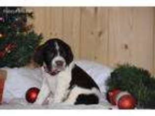 English Springer Spaniel Puppy for sale in Worcester, MA, USA