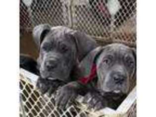 Cane Corso Puppy for sale in Marshall, NC, USA