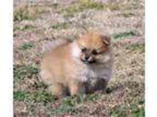 Pomeranian Puppy for sale in Miller, MO, USA