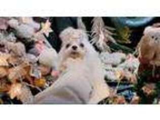 Maltese Puppy for sale in San Gabriel, CA, USA