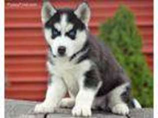 Siberian Husky Puppy for sale in Allenwood, PA, USA
