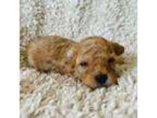 Mutt Puppy for sale in Tennessee Ridge, TN, USA