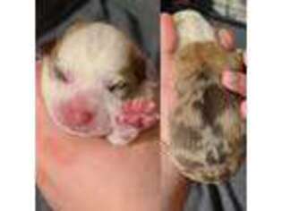 Pembroke Welsh Corgi Puppy for sale in Livonia, MI, USA