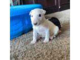 Bull Terrier Puppy for sale in Fox Lake, IL, USA