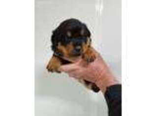 Rottweiler Puppy for sale in Cassville, MO, USA