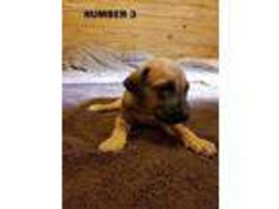 Rhodesian Ridgeback Puppy for sale in Ozone, AR, USA