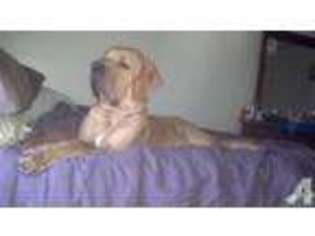 Mastiff Puppy for sale in COLONIAL HEIGHTS, VA, USA