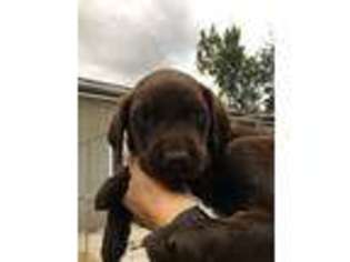Labrador Retriever Puppy for sale in Saint Louis, MI, USA