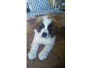 Saint Bernard Puppy for sale in Watertown, NY, USA