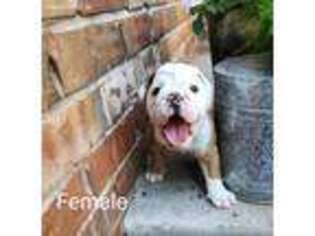 Bulldog Puppy for sale in Mustang, OK, USA