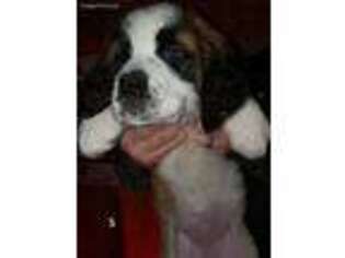 Saint Bernard Puppy for sale in Crook, CO, USA