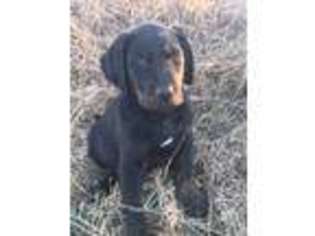 Labradoodle Puppy for sale in Bowie, TX, USA