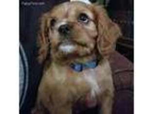 Cavalier King Charles Spaniel Puppy for sale in Rockwall, TX, USA