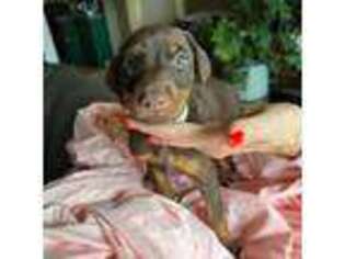 Doberman Pinscher Puppy for sale in Gary, IN, USA