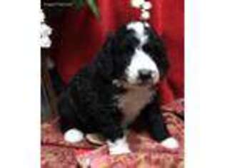 Mutt Puppy for sale in Bruner, MO, USA