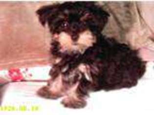 Yorkshire Terrier Puppy for sale in SEGUIN, TX, USA