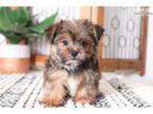 Shorkie Tzu Puppy for sale in Fort Myers, FL, USA