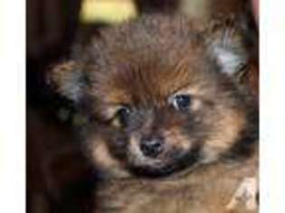 Pomeranian Puppy for sale in FORT PIERCE, FL, USA