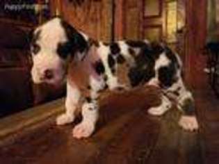 Great Dane Puppy for sale in Flint, TX, USA