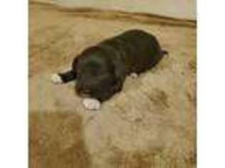 Portuguese Water Dog Puppy for sale in Free Union, VA, USA