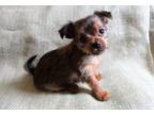 Shorkie Tzu Puppy for sale in Reedsville, PA, USA