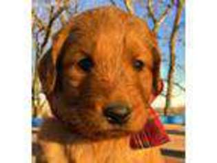 Goldendoodle Puppy for sale in Osage City, KS, USA