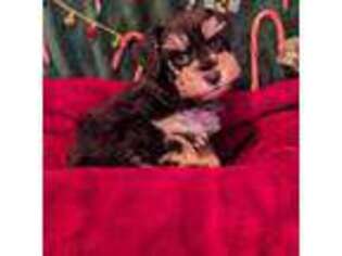 Mutt Puppy for sale in Gladys, VA, USA