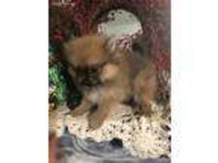 Pomeranian Puppy for sale in Long Lane, MO, USA