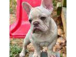 French Bulldog Puppy for sale in Lillington, NC, USA