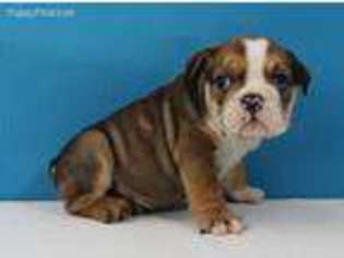 Bulldog Puppy for sale in Davidson, NC, USA
