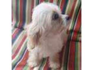 Cavalier King Charles Spaniel Puppy for sale in Burlington, MA, USA