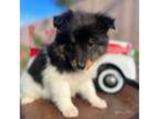 Shetland Sheepdog Puppy for sale in Corona, CA, USA