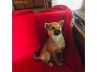 Shiba Inu Puppy for sale in Arroyo Grande, CA, USA