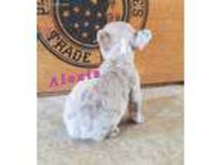French Bulldog Puppy for sale in Cobbtown, GA, USA