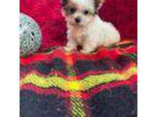 Yorkshire Terrier Puppy for sale in Bergenfield, NJ, USA