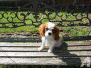 Cavalier King Charles Spaniel Puppy for sale in KNOXVILLE, TN, USA