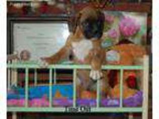 Boxer Puppy for sale in Akeley, MN, USA