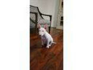 Bull Terrier Puppy for sale in Hermiston, OR, USA