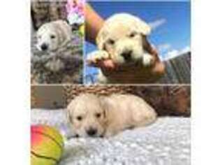 Golden Retriever Puppy for sale in Leander, TX, USA